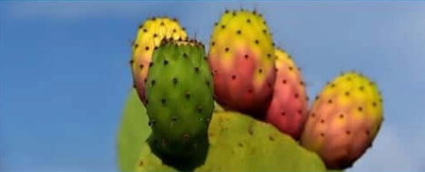 Prickly Pear