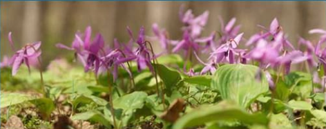 Corydalis